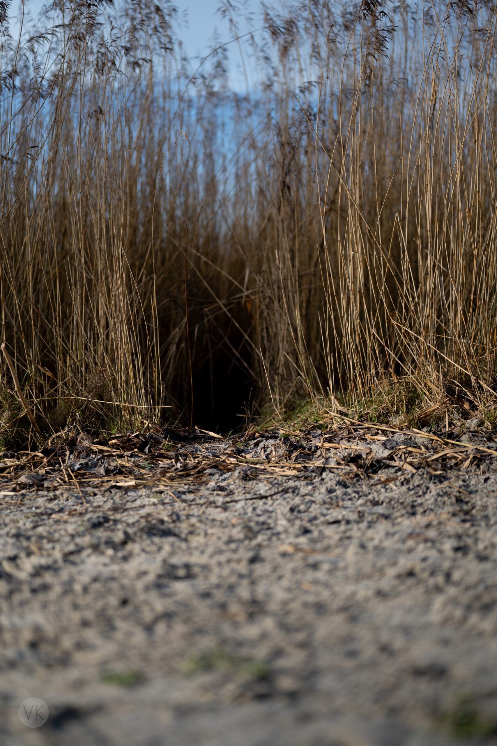 Day 42 – Between the Reeds