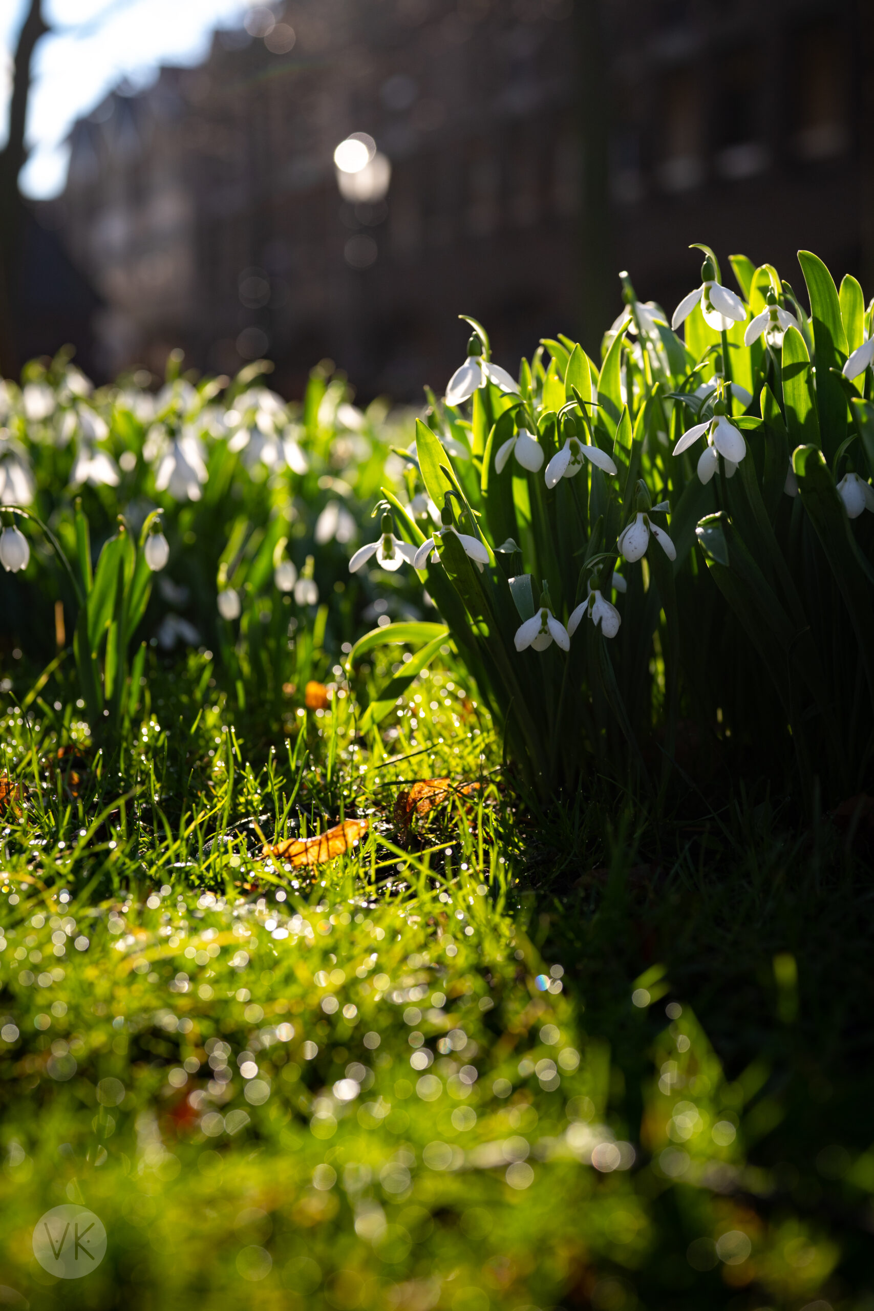 Day 56 – A Touch of Spring