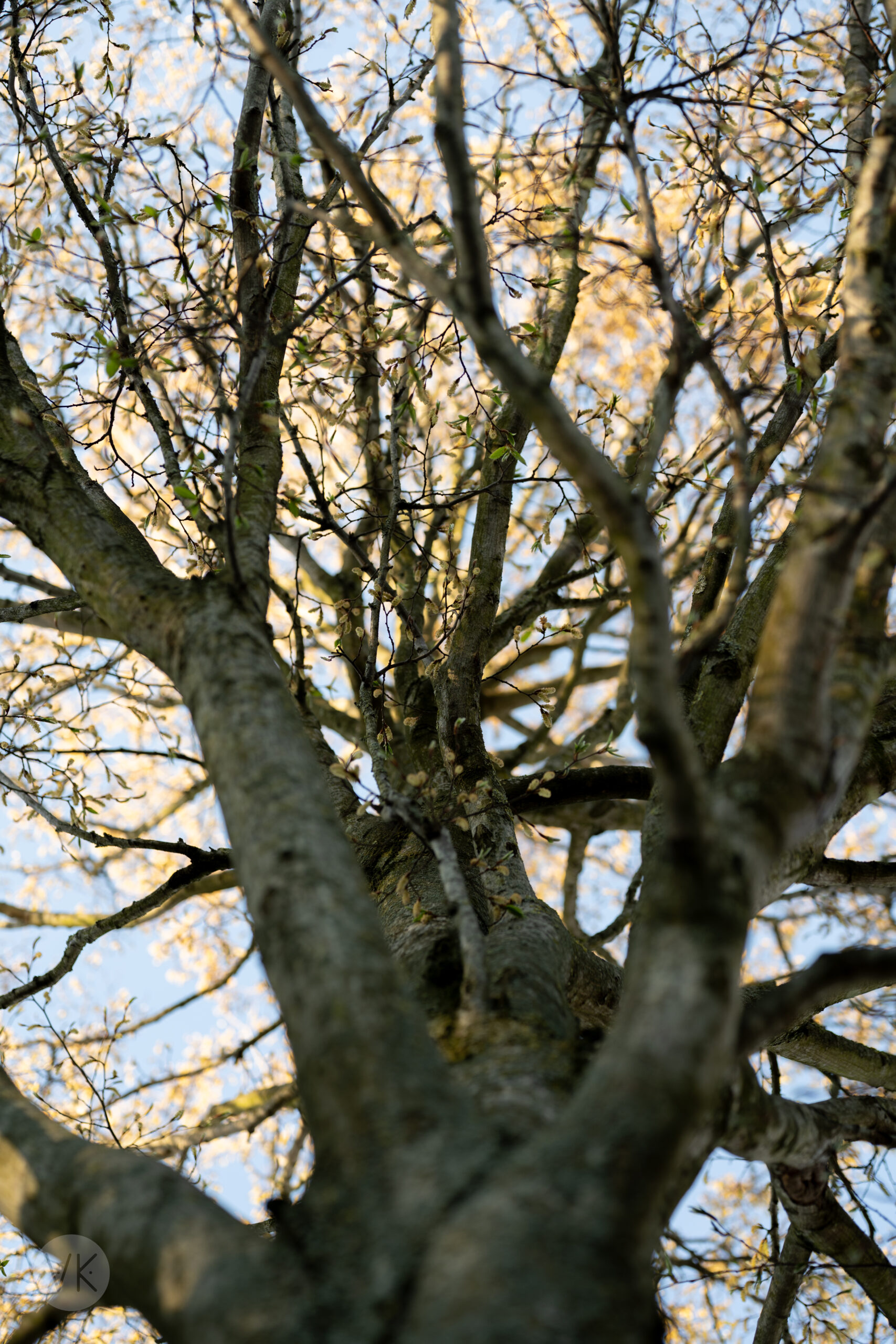 Day 130 – Looking Up Into Early Spring