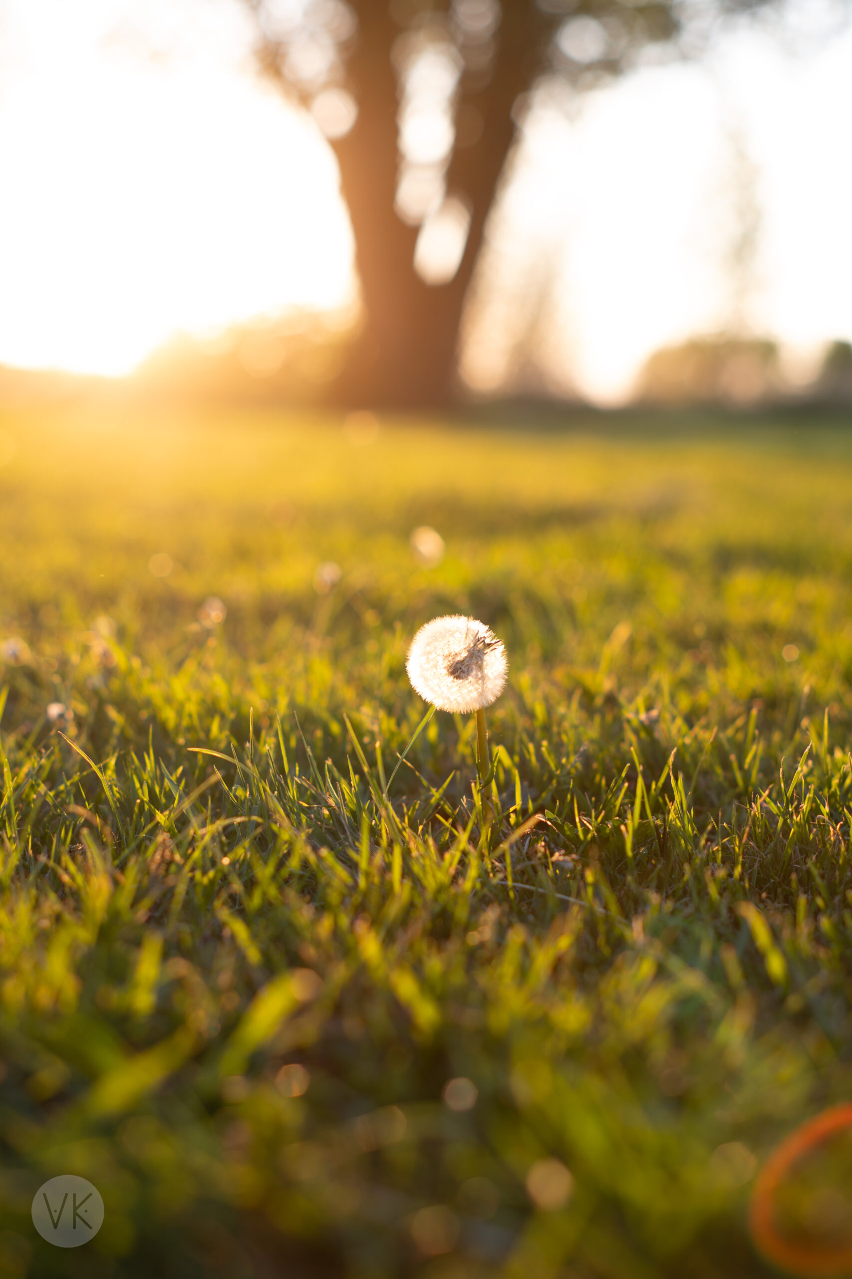 Day 133 – Hexagons Return at Golden Hour